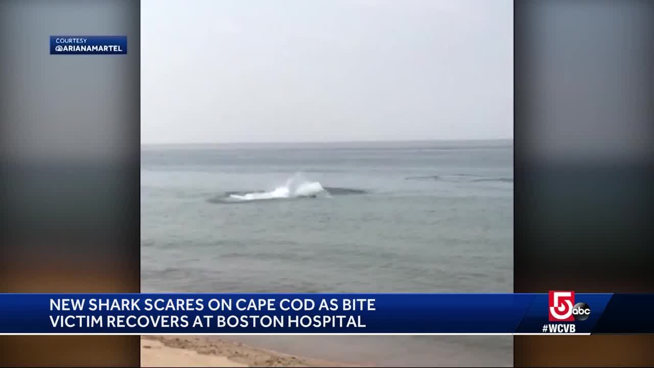 Video Captures Shark Attacking Seal Feet Away From Cape Cod Beach