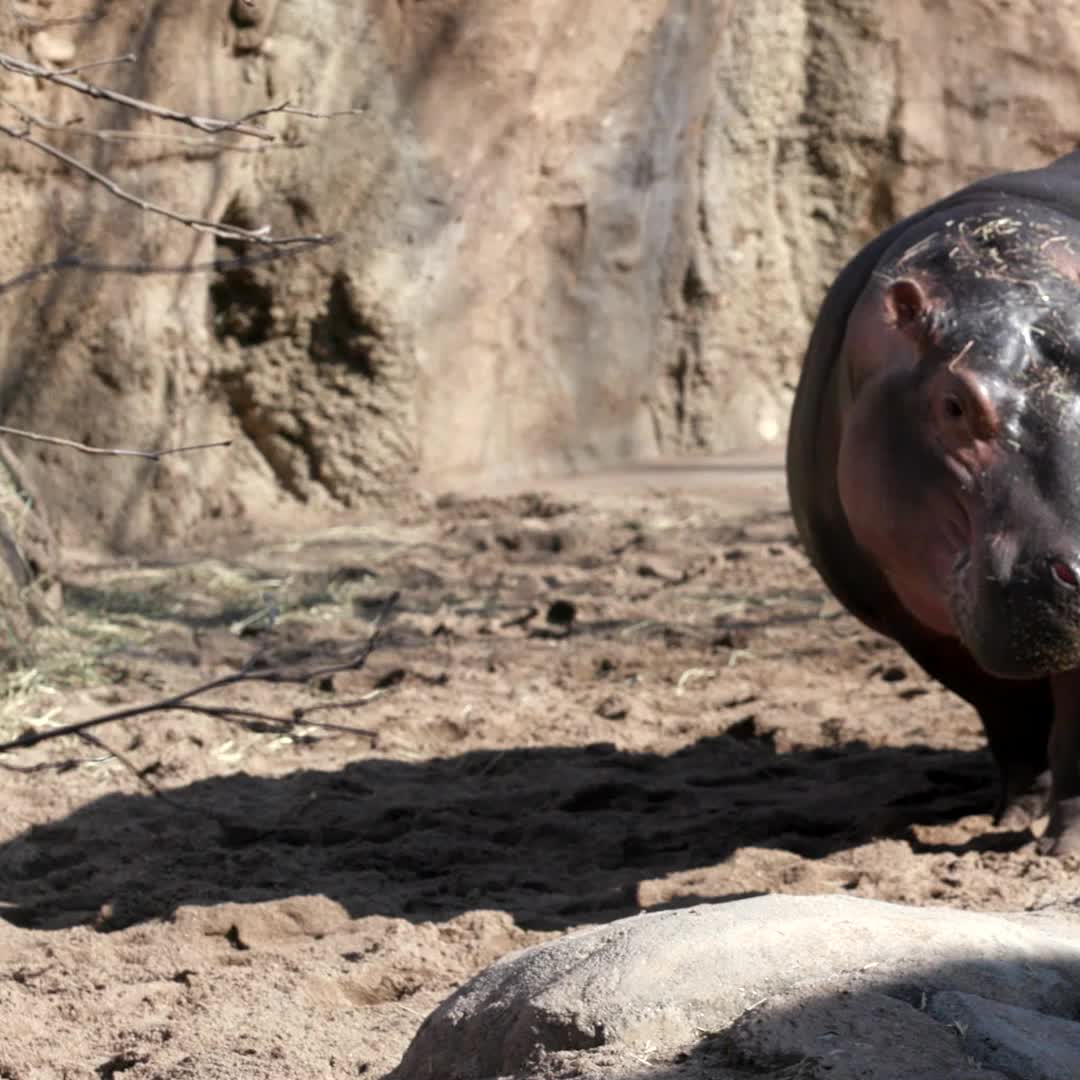 Cincinnati Cyclones to play as Hippos for Cincinnati Zoo