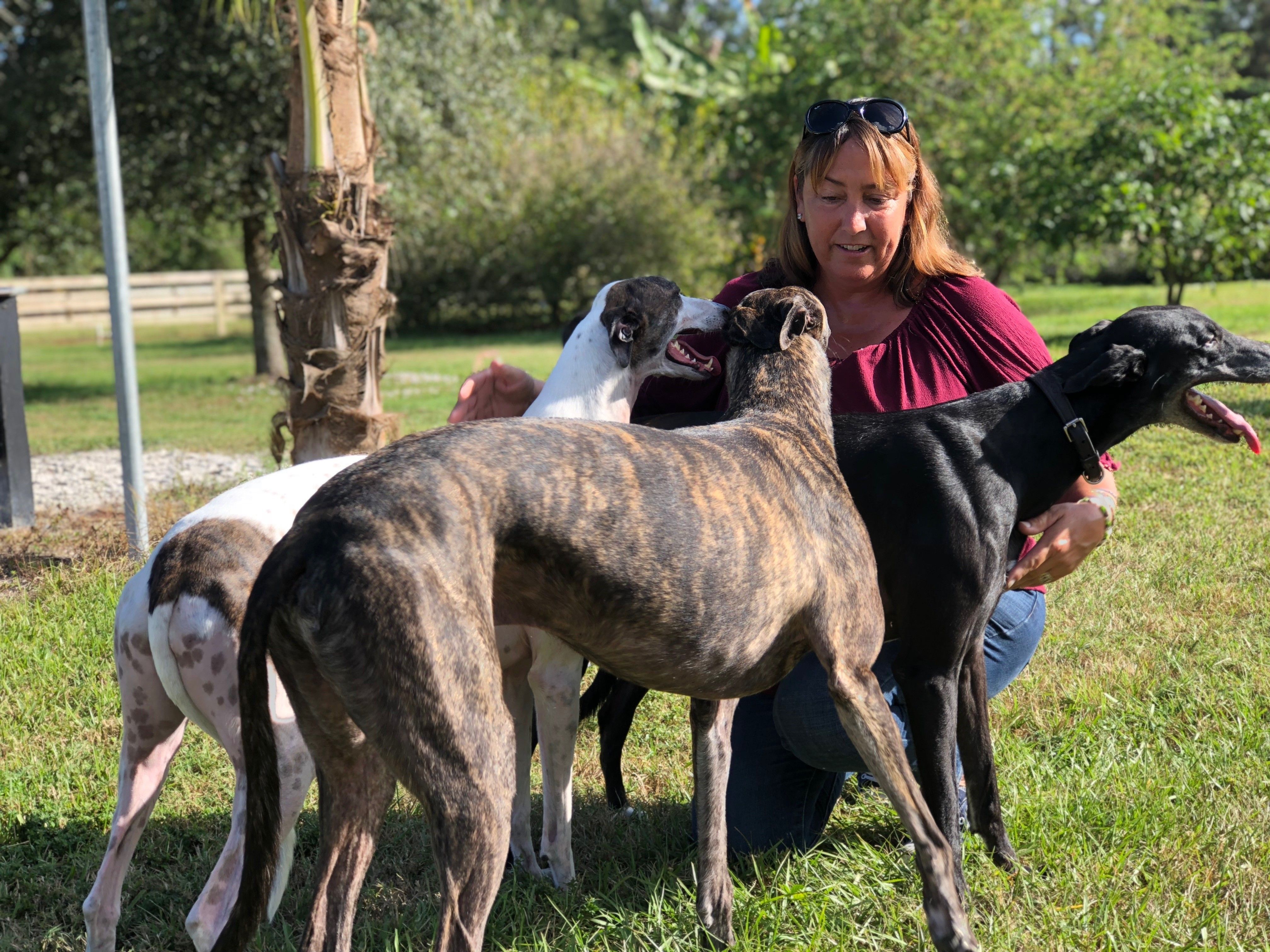 Elite greyhound hot sale adoptions