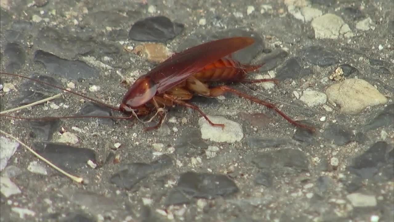 Video Thousands Of Cockroaches Flood Philly Street