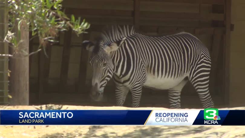 Sacramento Zoo roars toward Stage 3 reopening Sacramento Zoo roars toward Stage 3 reopening
