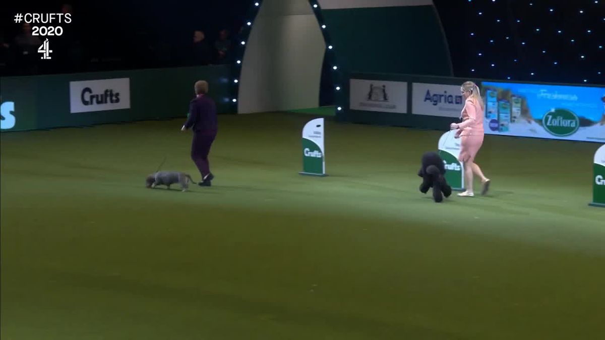 preview for Crufts winning dog poops on the floor in hilarious moment (Channel 4)