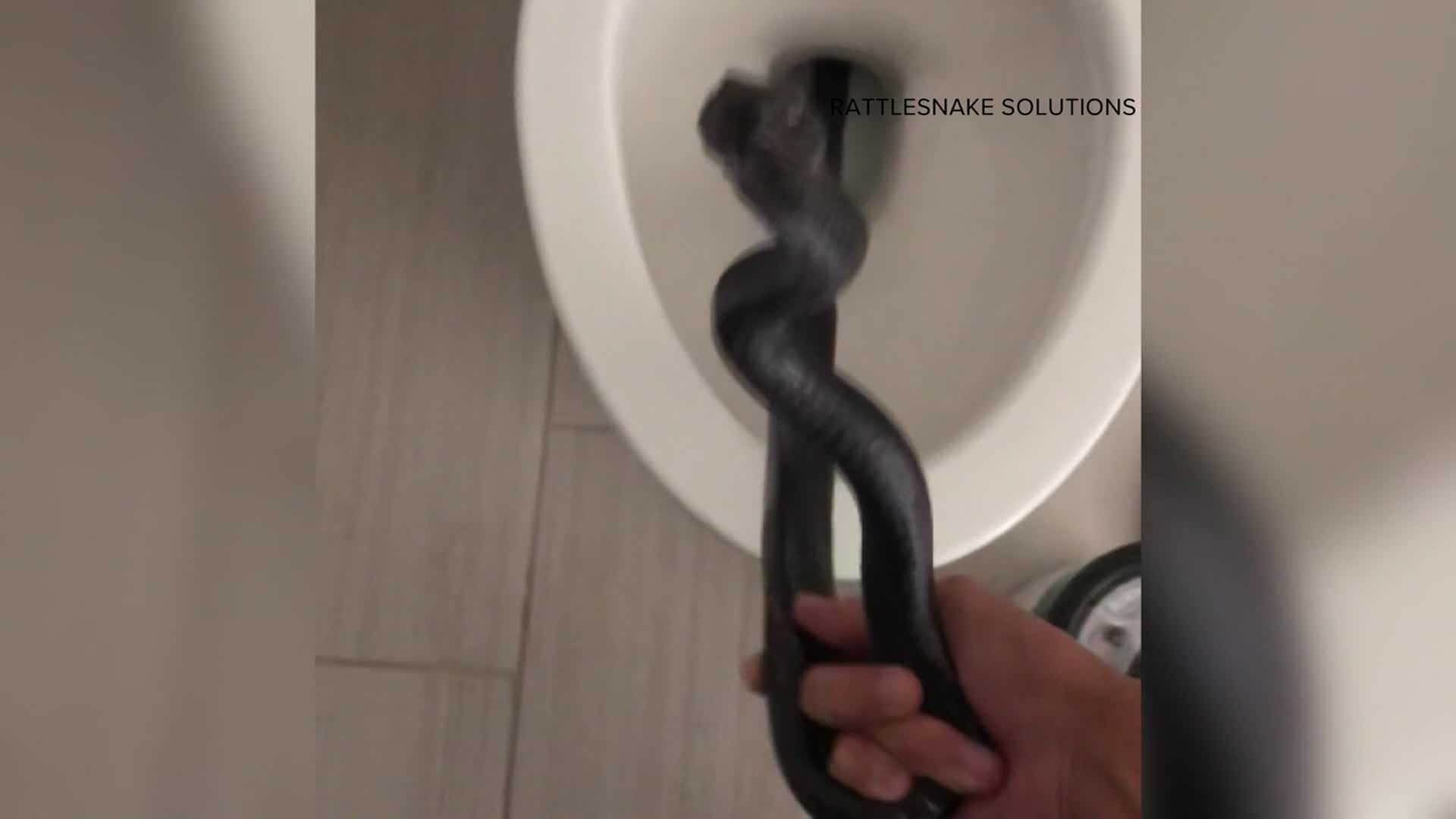 Surprise! Rattlesnake in a toilet