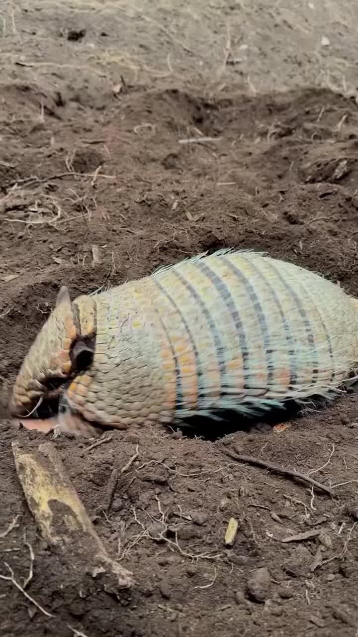 Zoo armadillo discovers hilarious strategy for cooling off