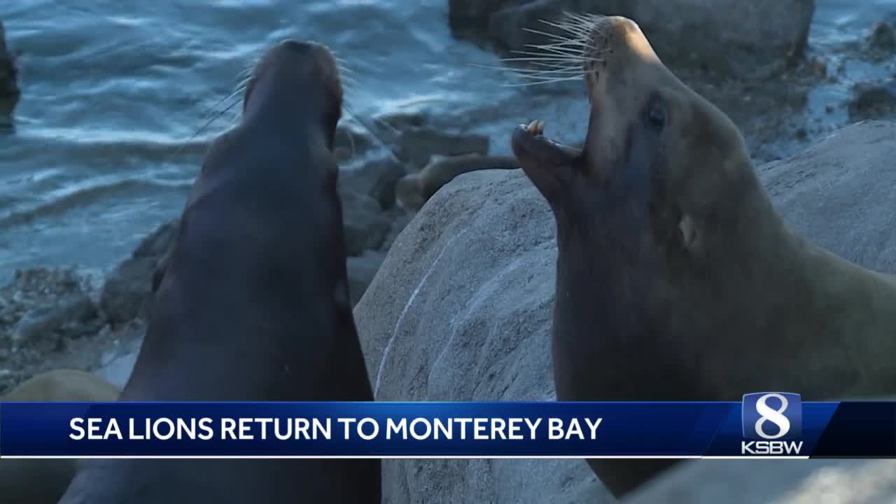 Massive, rare sea lion unexpectedly appears at CA pier