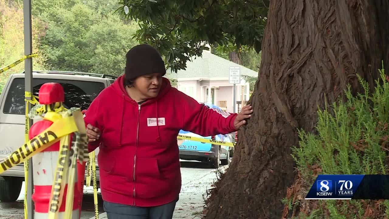 Coastal redwood named Tom to be chopped after Santa Cruz city