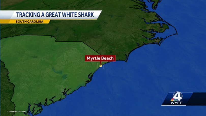 Jekyll the Great White Shark Tracked off Myrtle Beach