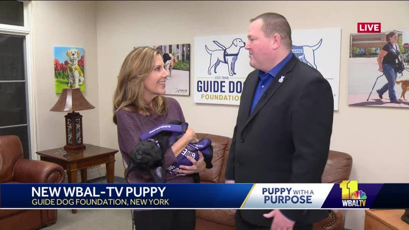 VOTE to name WBAL-TV's next Puppy with a Purpose