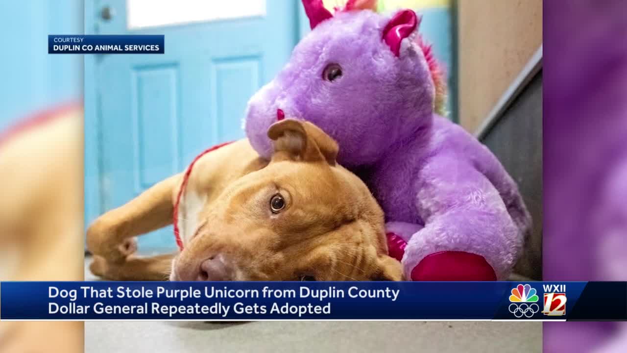 California Family Adopts 'Unicorn Dog' With Giant Bump on Her Head