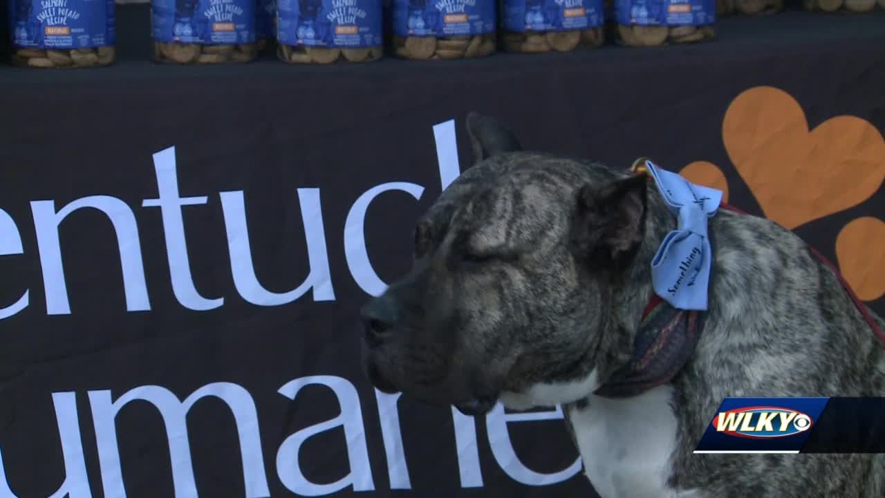 Ethan the dog honored with Hometown Humane Banner in downtown Louisville