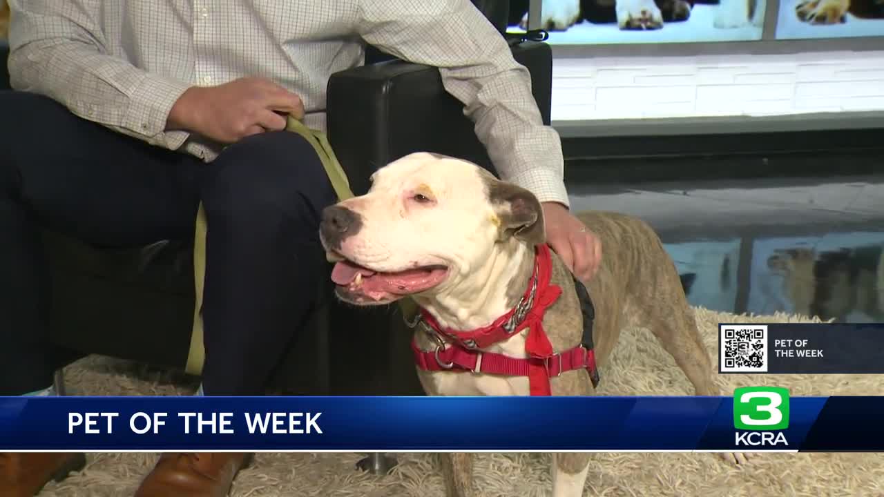 Pet of the Week for March 19: Meet Mashed Potatoes
