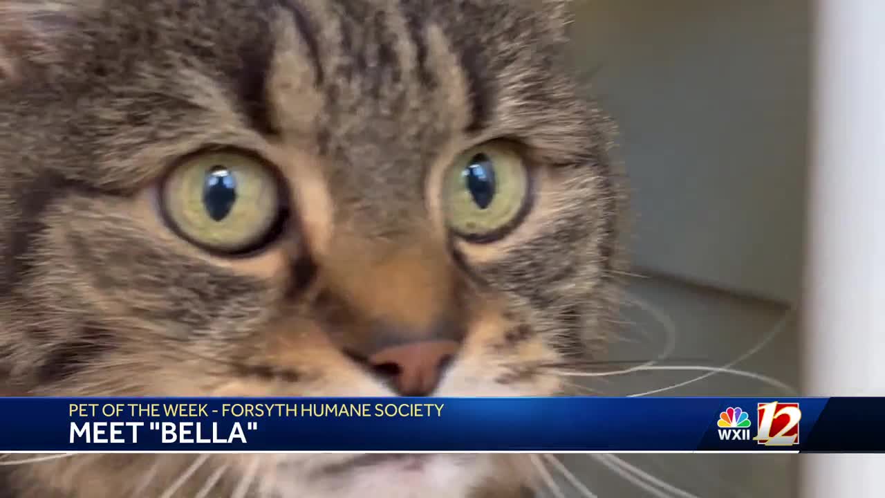 Pet of the Week: Meet Bella the cat!