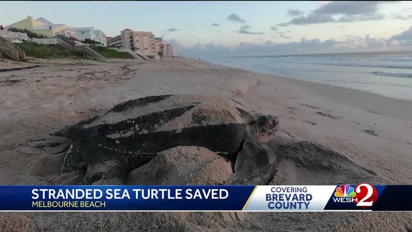 Sea Turtle Preservation Society saves stranded turtle in Melbourne Beach