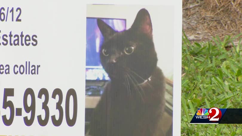 Scammers prey on pet owners looking for lost animals: 'I found your cat' 