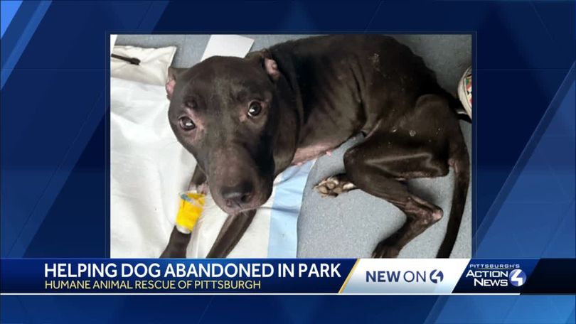 Dog abandoned in Pittsburgh park recovering