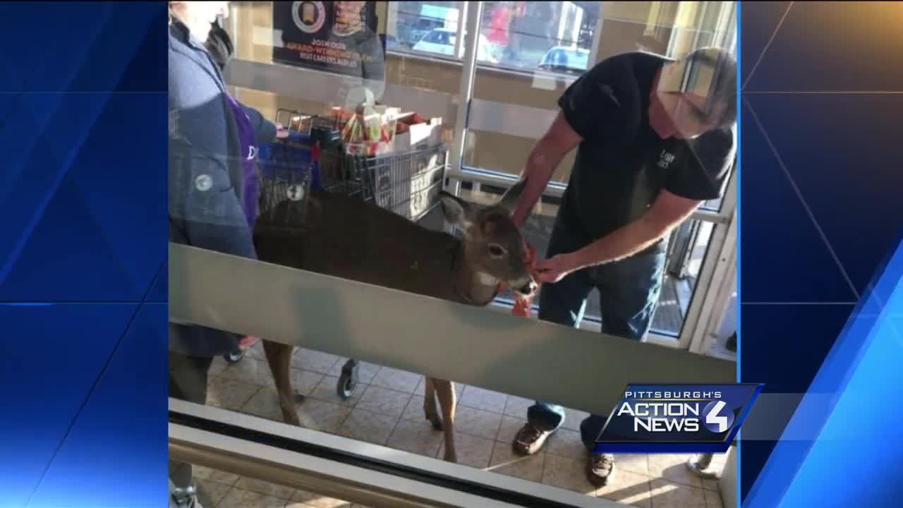 Deer takes a stroll through Aldi grocery store