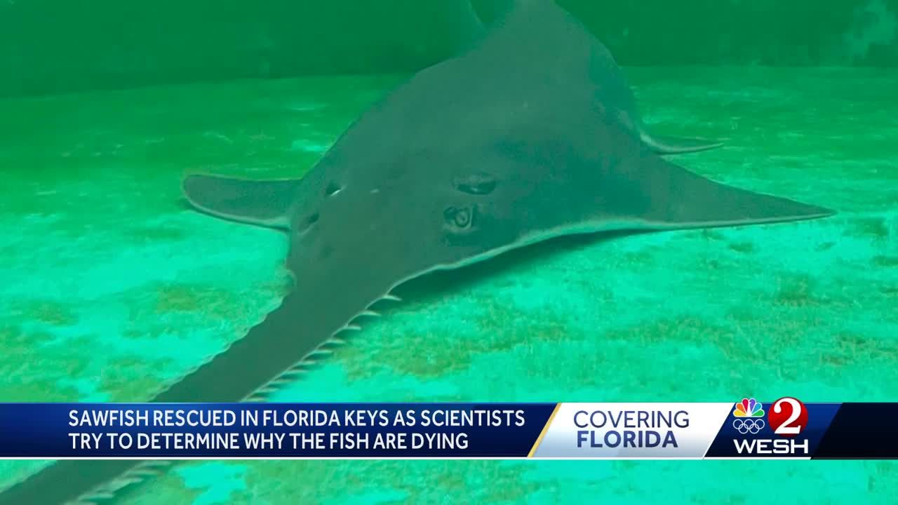 Animal rescue: Sawfish saved by wildlife officials in Florida