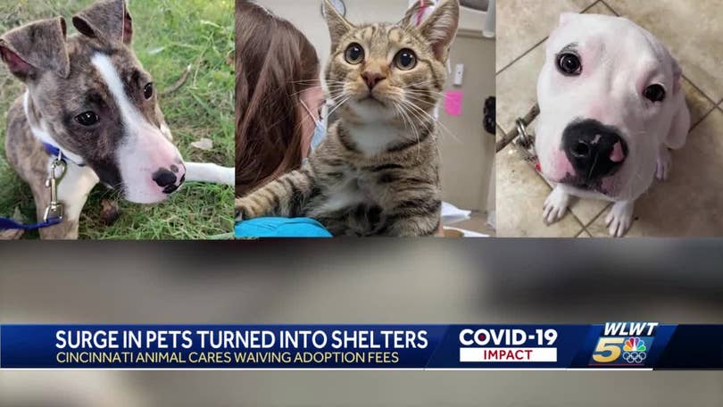 Cincinnati animal shelter experiencing its worst intake month to date Cincinnati animal shelter experiencing its worst intake month to date