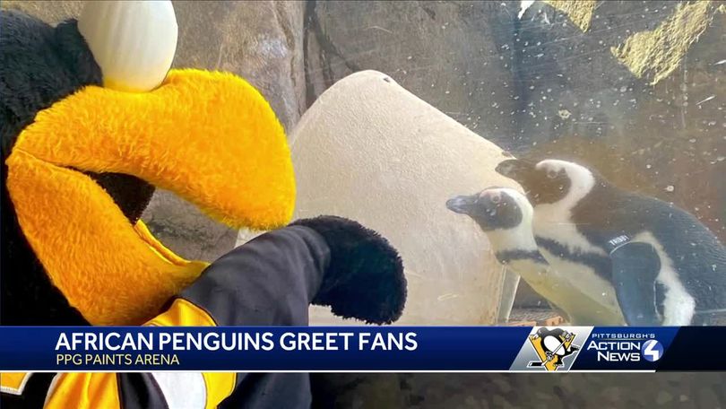 Photos of the Pittsburgh Penguins at PPG Paints Arena, page 1