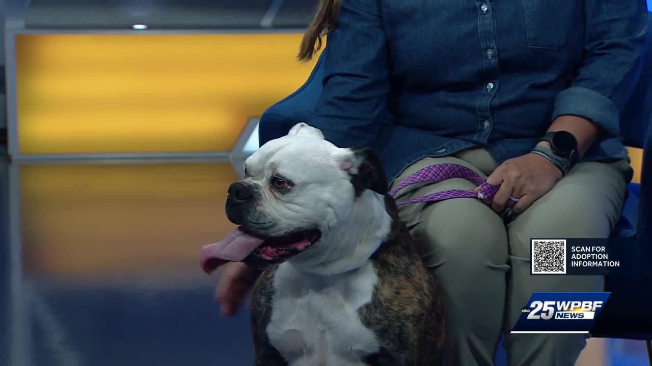 Big Dog Ranch Rescue seeking loving home for a 5-year-old American Bulldog