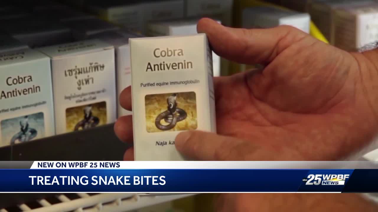 Trauma doctor breaks down what happens to body after snake bite and what you should do if you get bitten