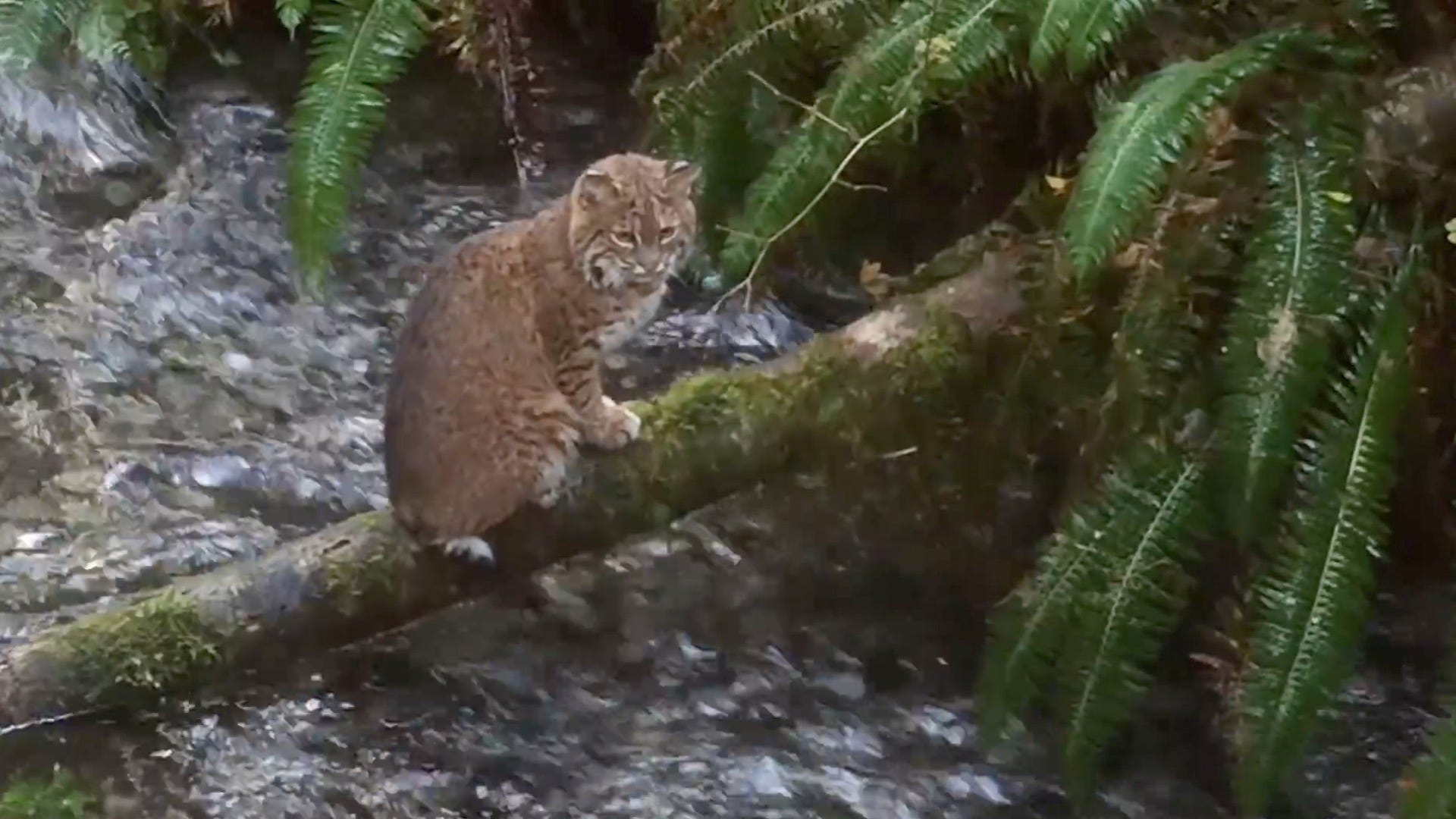 Ohio Birds and Biodiversity: Bobcat, with kittens