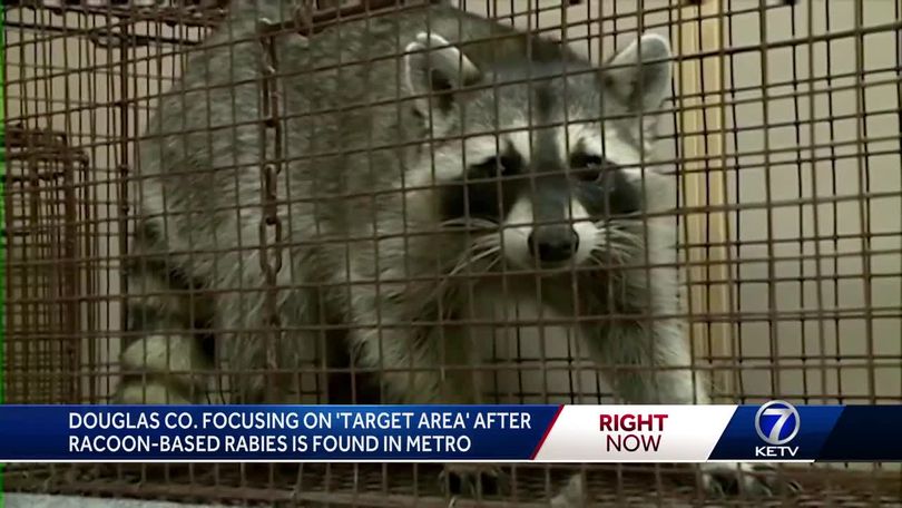 Unprecedented effort to ward off rabies spread in Omaha moves into new  phase; no red flags so far
