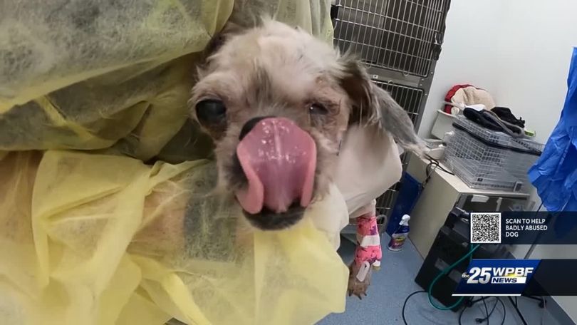 Veterinarians in Florida working to save small dog