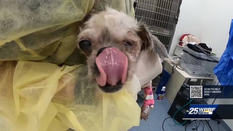 Veterinarians in Florida working to save small dog Veterinarians in Florida working to save small dog