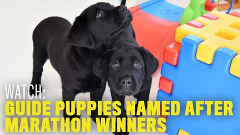 preview for Newswire: Guide Puppies Named After Marathon Winners