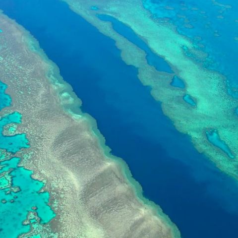 preview for The largest living thing on earth, The Great Barrier Reef.