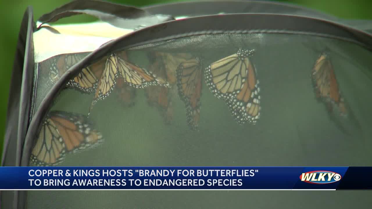 'Brandy for Butterflies' raising awareness for endangered species in Louisville