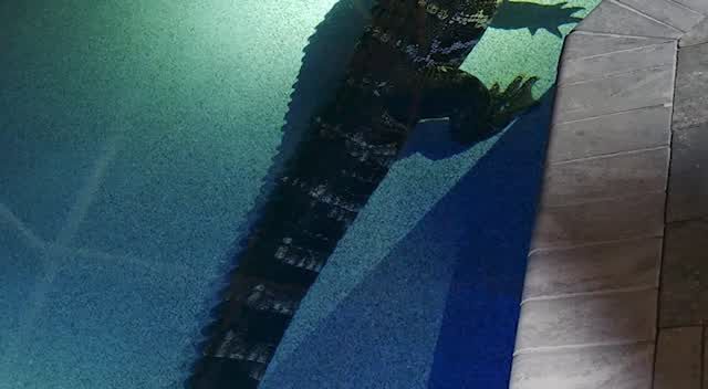 Florida family finds 550-pound gator swimming in their pool