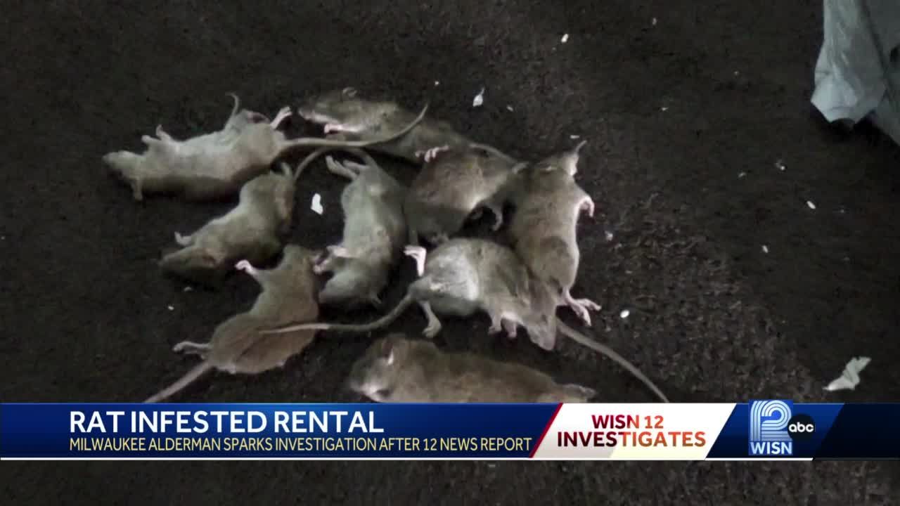 Rat infestation deals