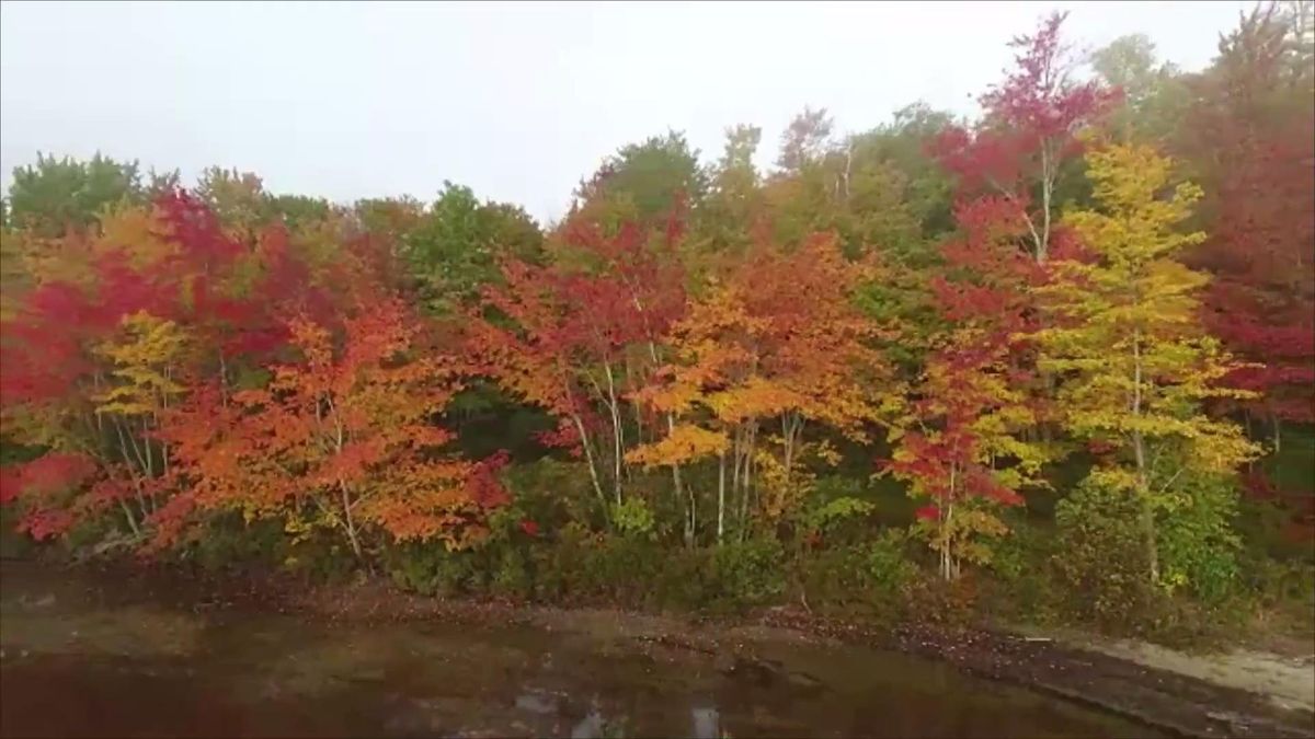 preview for This Map Will Tell You Exactly When Fall Foliage Will Peak This Year