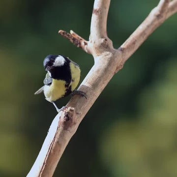 The Beginners Guide to Backyard Birdwatching