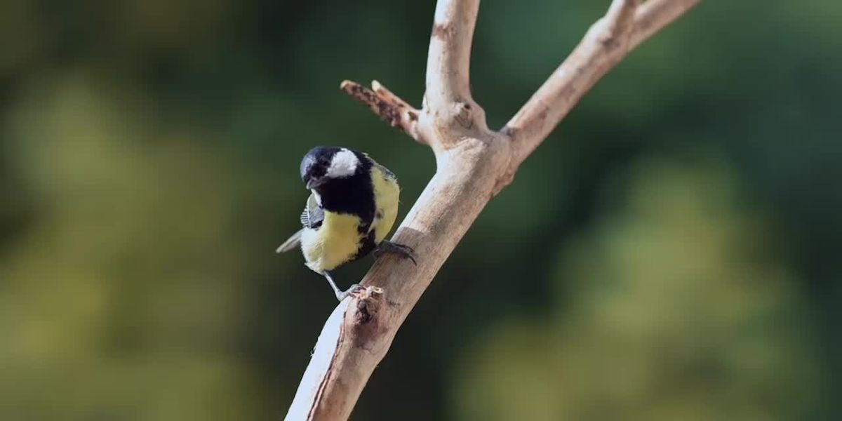 The Beginners Guide to Backyard Birdwatching