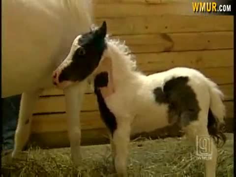 guinness world records smallest horse