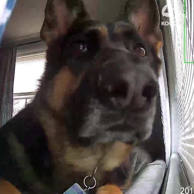 dog on security camera