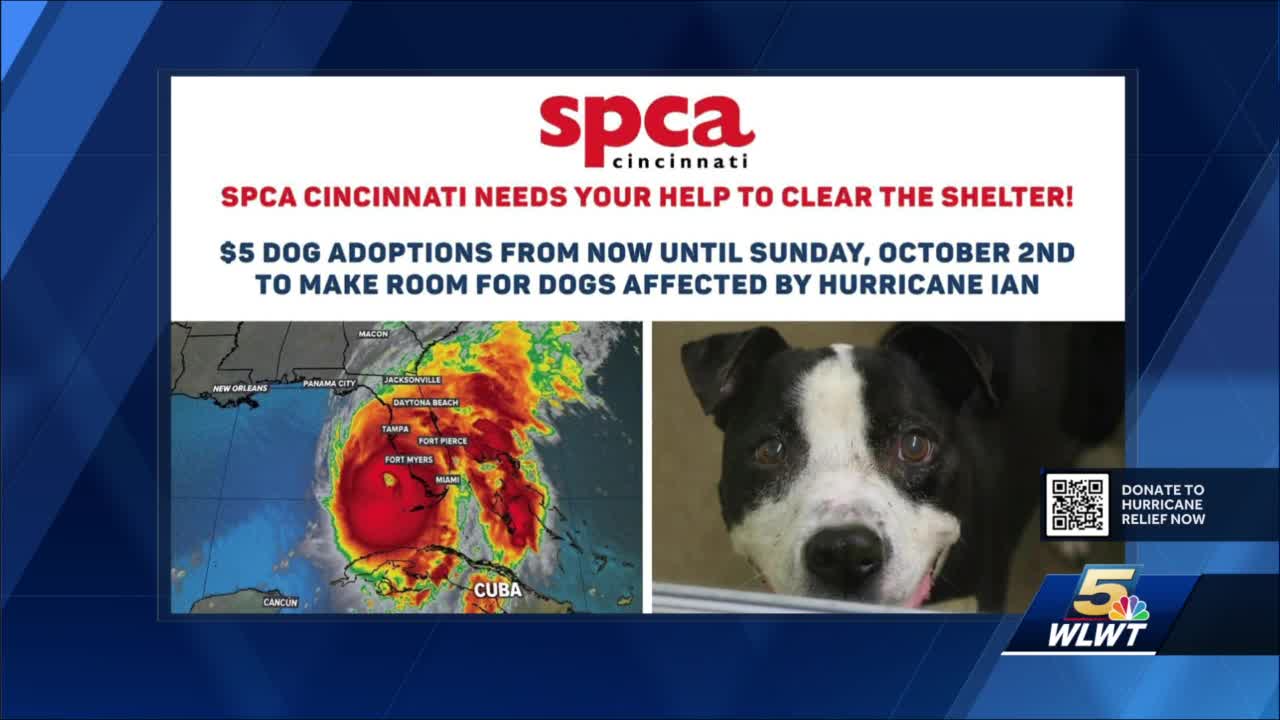 SPCA Cincinnati - Paws that scrolling! Fifth Third Bank