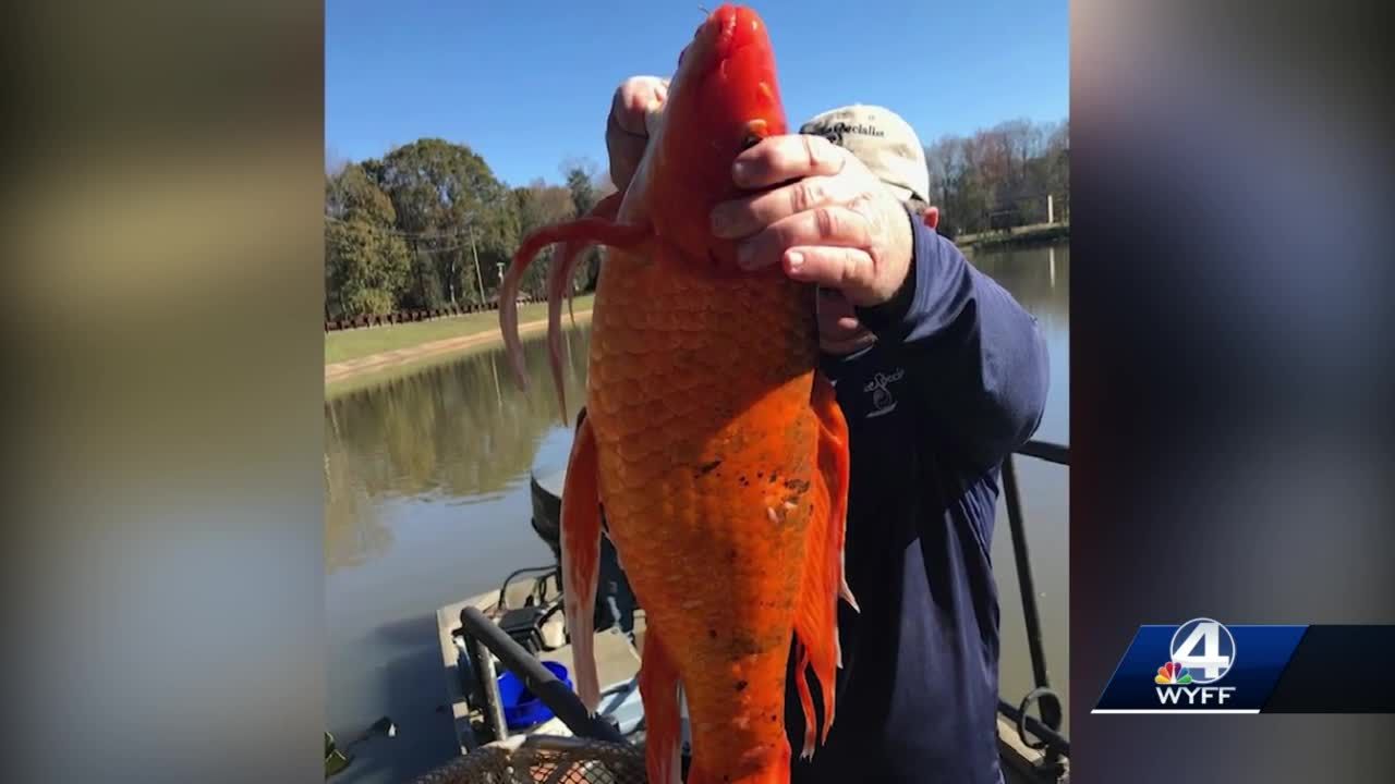 10 lbs goldfish