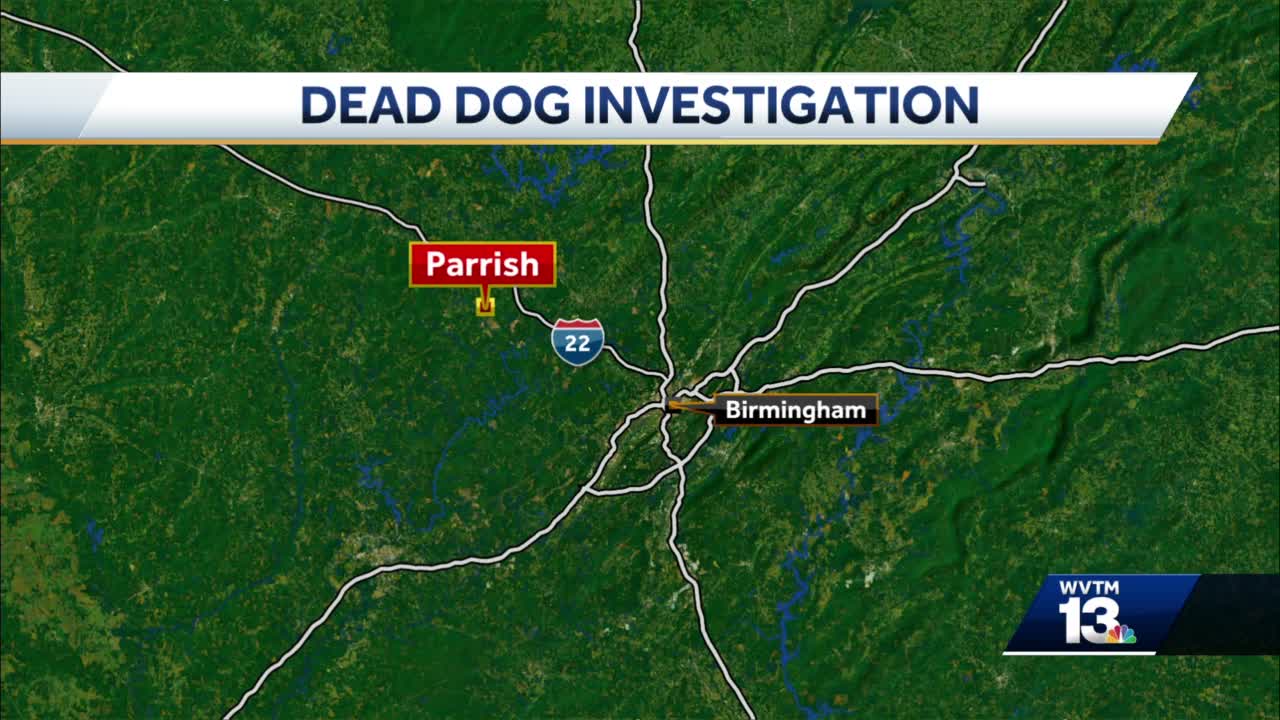 Animal abuse investigation underway after dog found in trash can