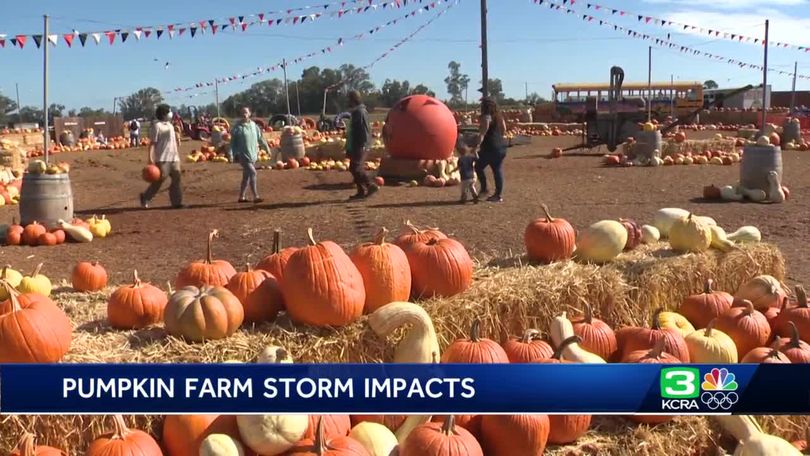NorCal pumpkin patches work to reopen after weekend storm