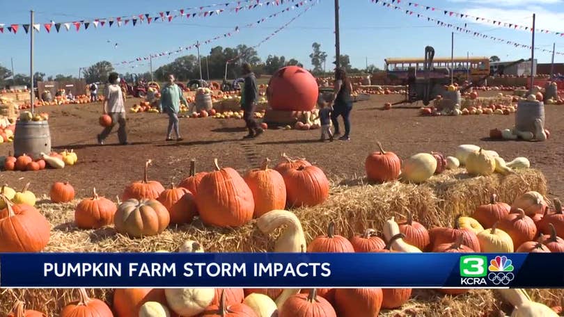 NorCal pumpkin patches work to reopen after weekend storm NorCal pumpkin patches work to reopen after weekend storm