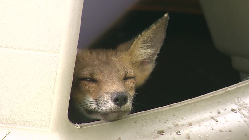 baby fox sleeping on car