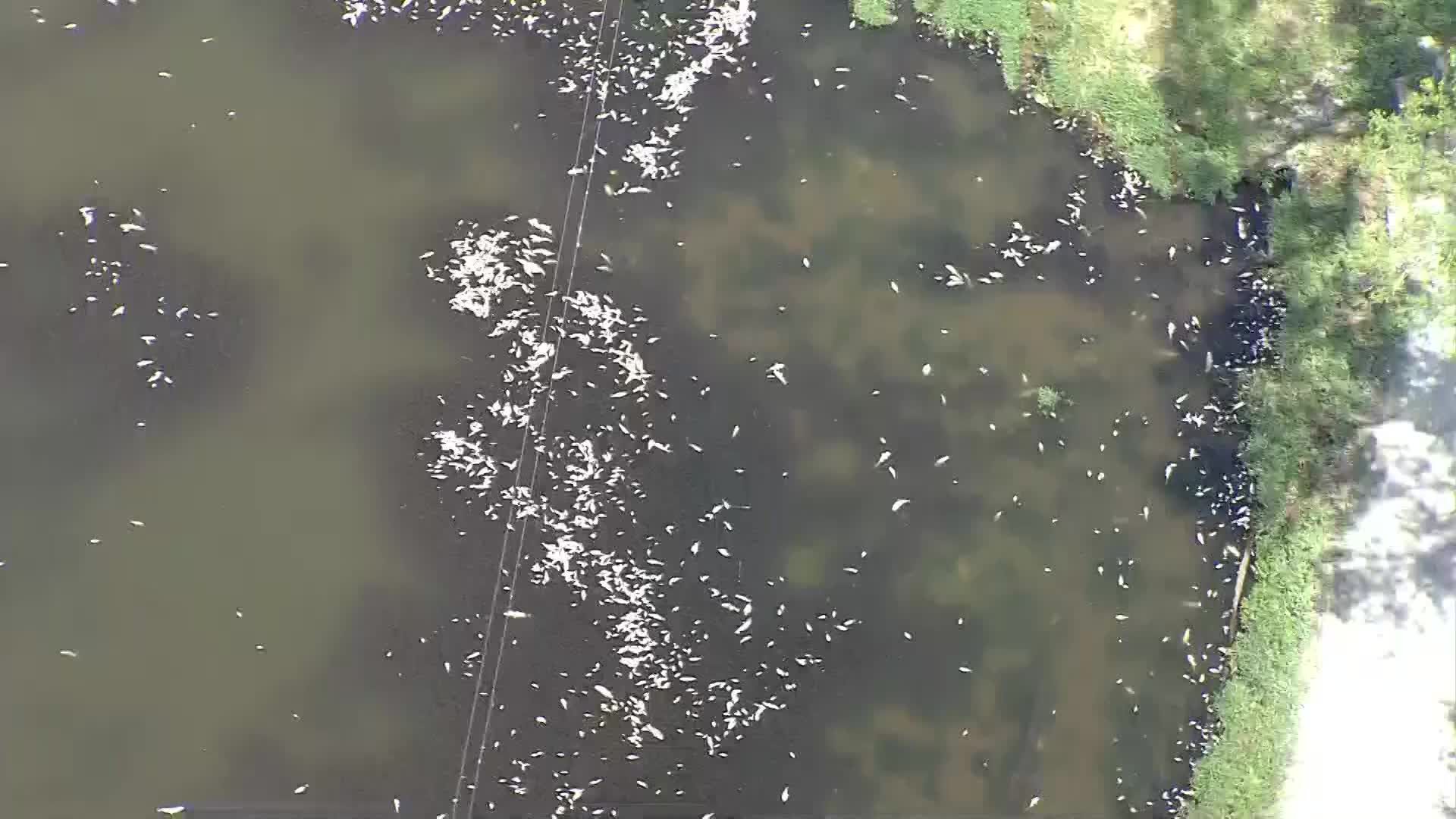 NewsChopper 9 video: Thousands of dead fish found at Cedar Lake in Olathe, Kansas