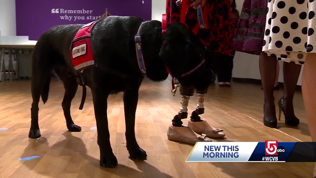 Service dog helps Red Sox's groundskeeper deal with PTSD