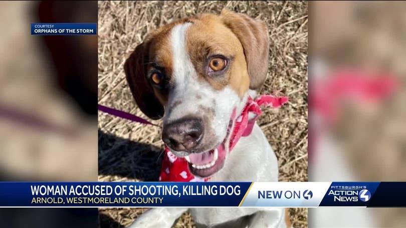 can you be prosecuted for killing a dog