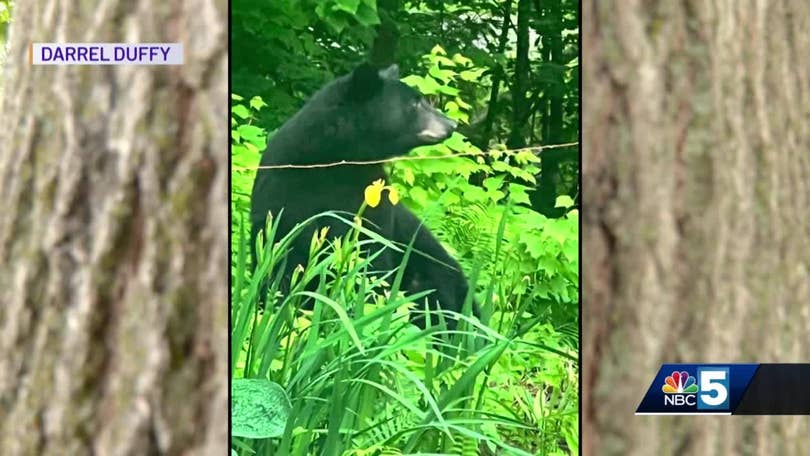 Bear incidents are on the rise in Vermont. What should you do to avoid  them?