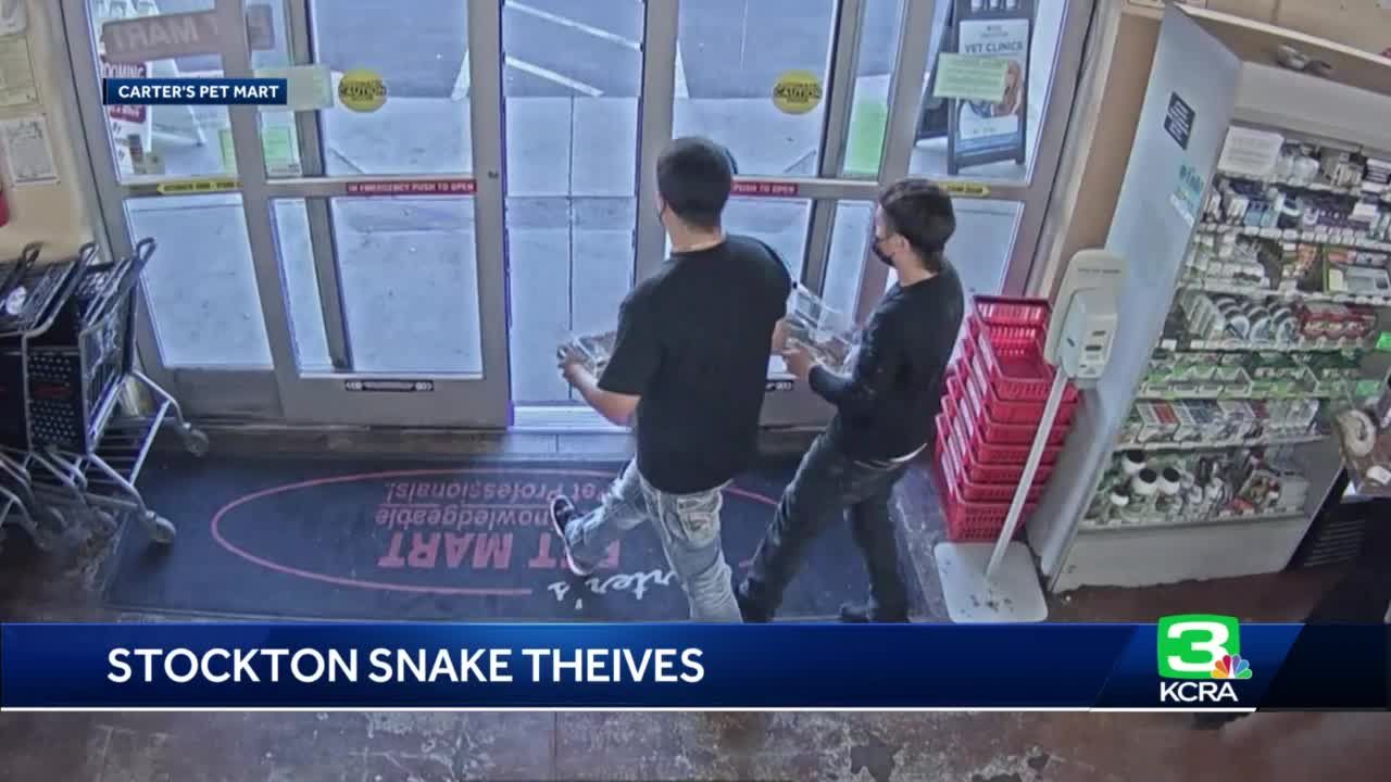 Several snakes worth over $1,400 stolen from Stockton pet store
